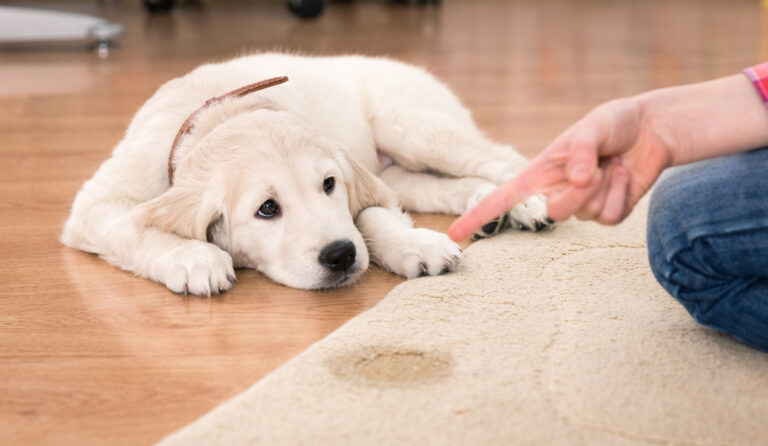 Limpiar manchas de pipi de perro de la alfombra